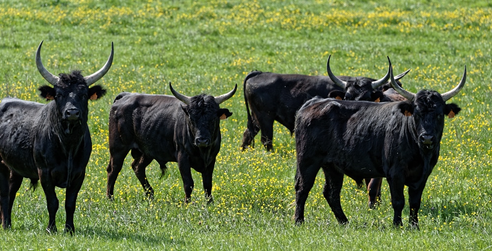 Semi-wild bulls in the Camargue © OT Aigues - Mortes