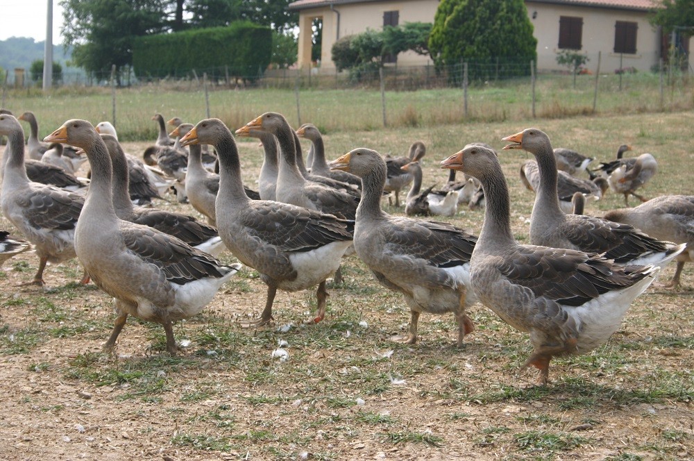 Périgord geese near Les Eyzies, Dordogne, ©2004 Simon Moss