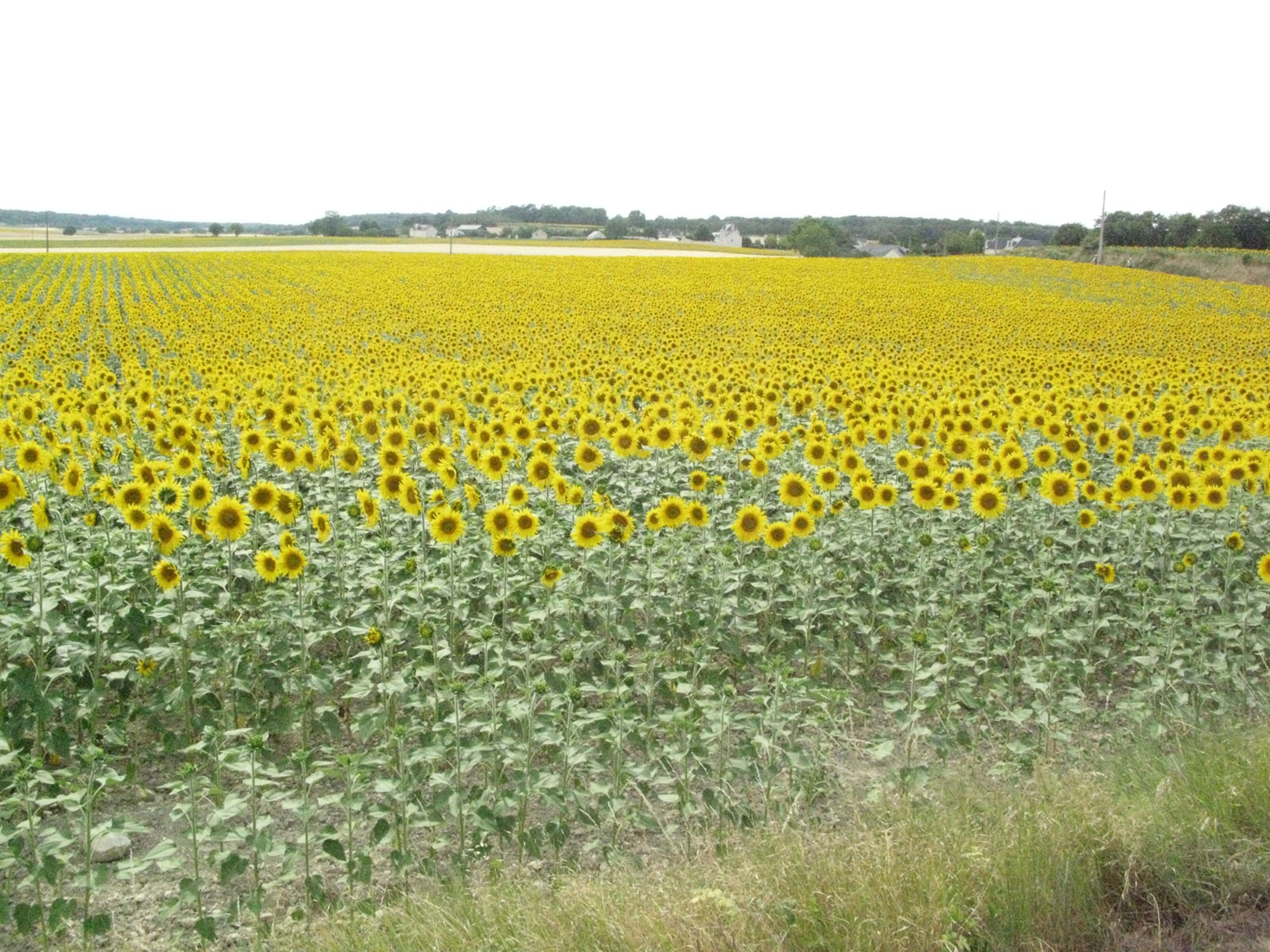 Sunflowers in the Loire Valley,©2011 Patrick Hudgell