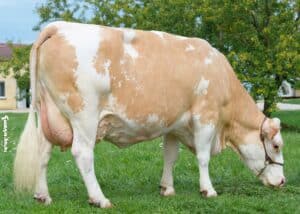 A simmental cow from Simmental France